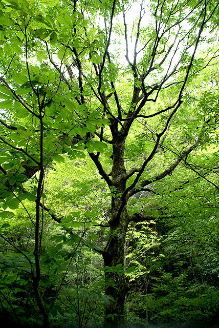 geopark_sougawa_tree.jpg