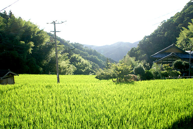 kamikawa_green.jpg