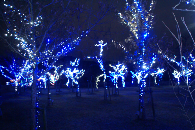 mimaillumination_blueforest.jpg