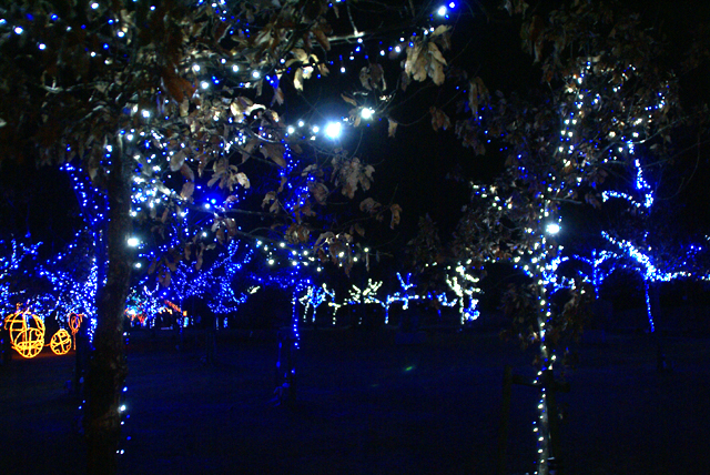 mimaillumination_blueforest2.jpg