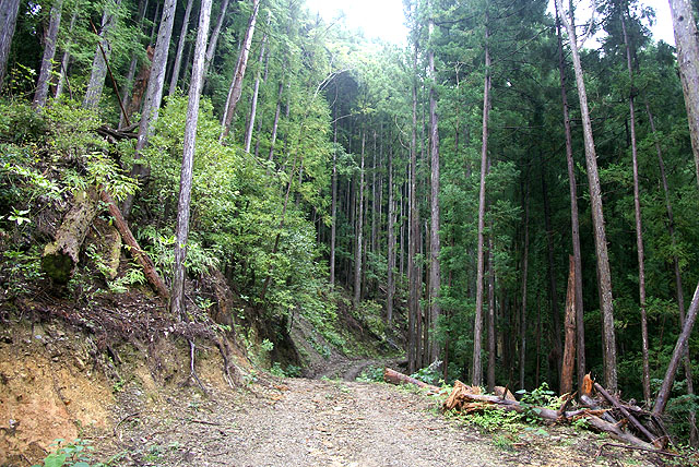 tosanomori_forest.jpg