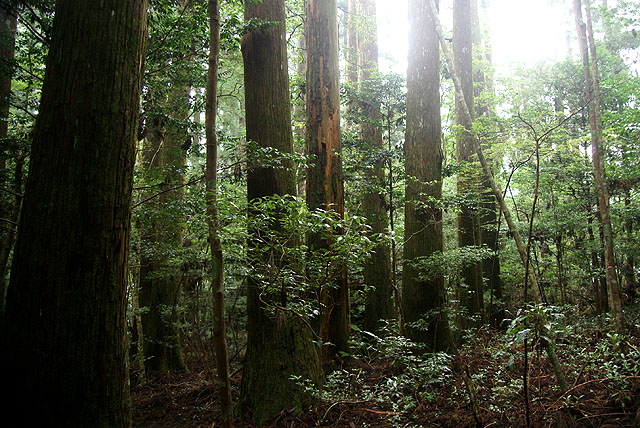 yanase_senbonyama_forest1.jpg