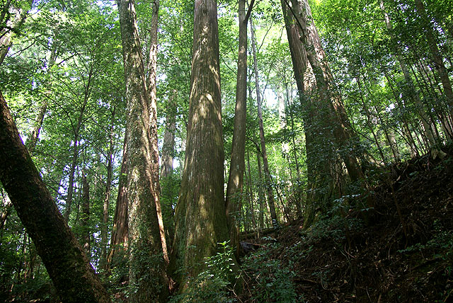 yanase_senbonyama_forest6.jpg