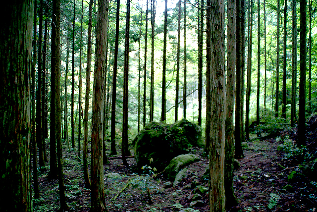 yusukawa_katsuragi_forest_s.jpg