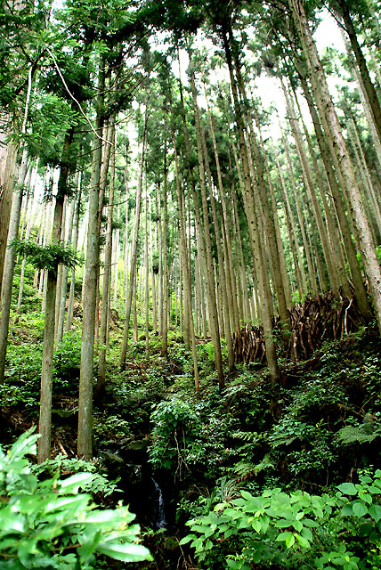 yusukawa_shimoyusu_forest_s.jpg