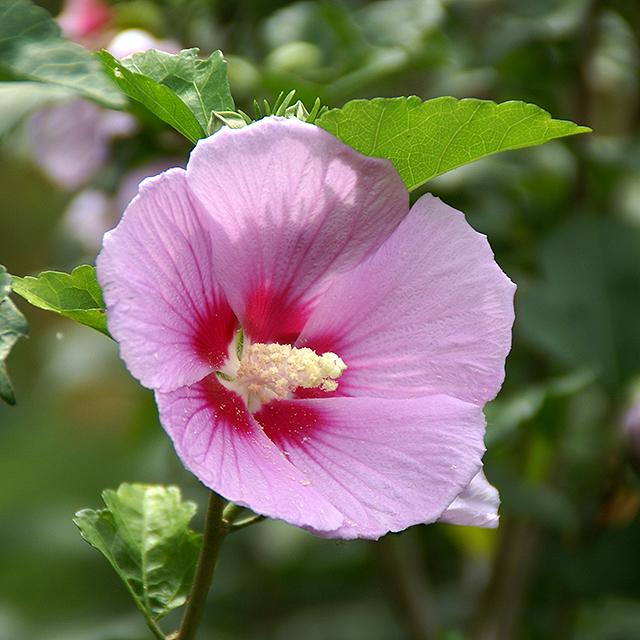 makinoplantpark_pinkflower.jpg