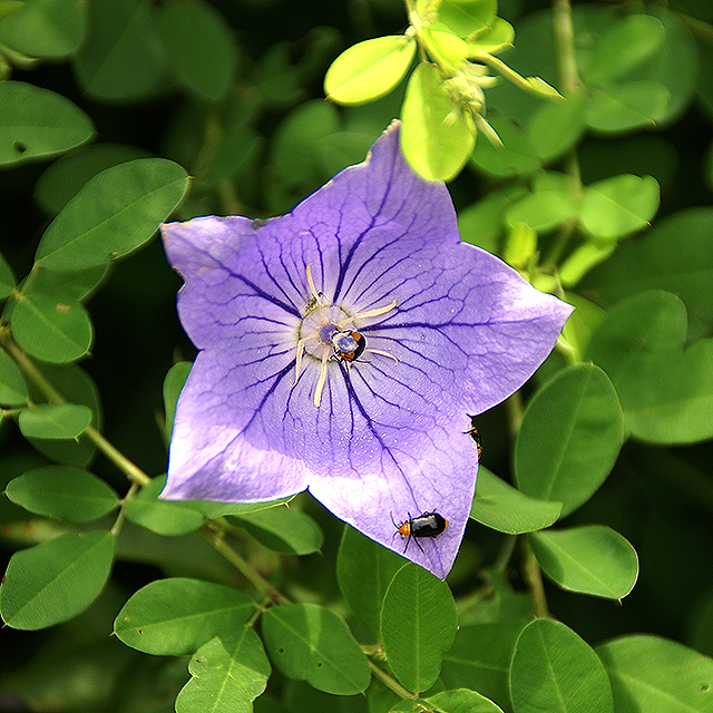 makinoplantpark_violetflower.jpg