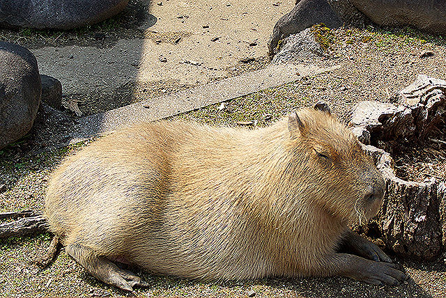 tobezoo_capybara.jpg