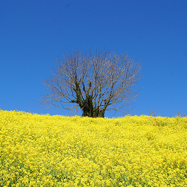 yellowhill_spring16_1.jpg