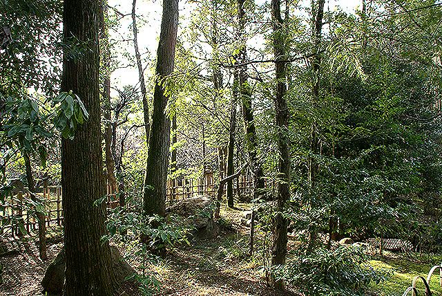 ikegamibaien_trees.jpg