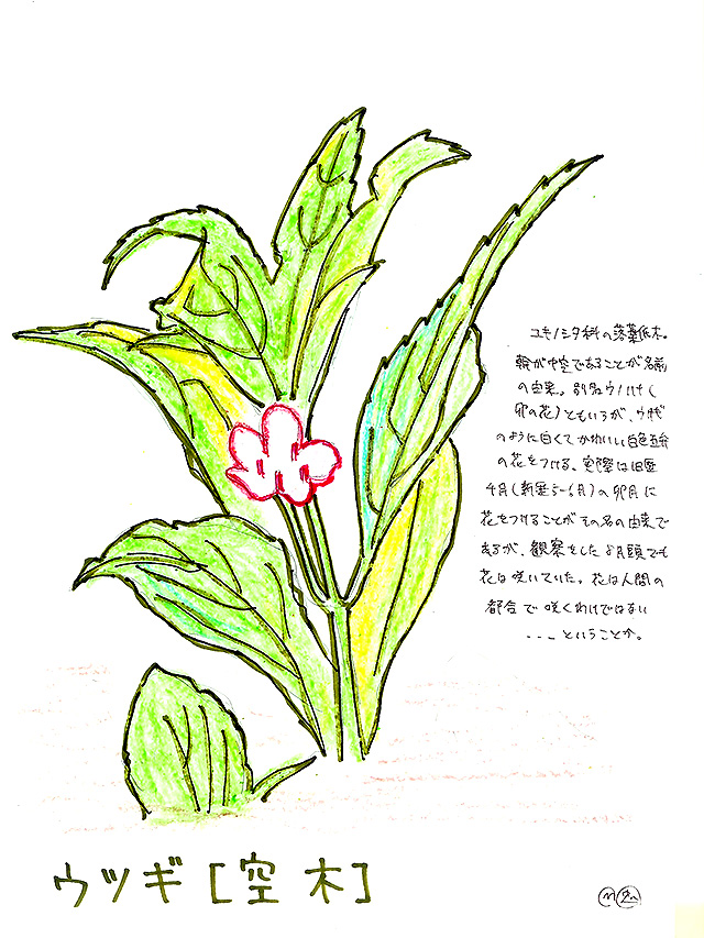 todoroki_plant_sketch10.jpg