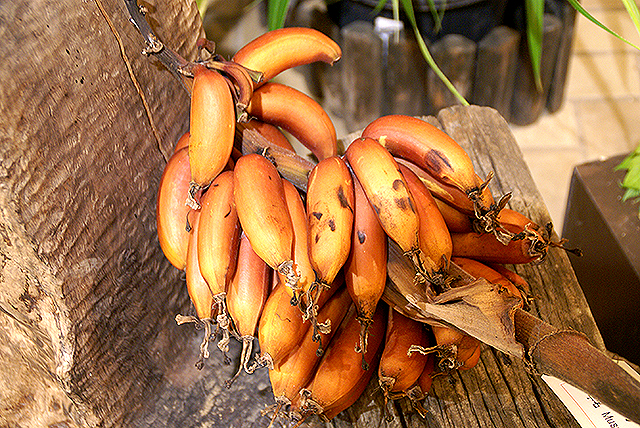 yumenoshimaplants_banana.jpg