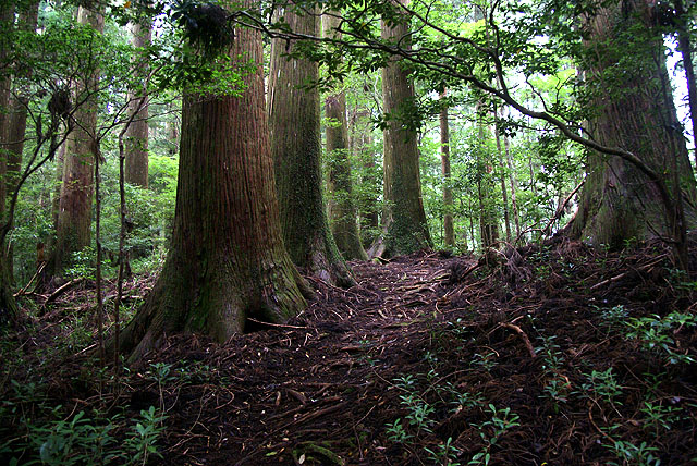 yanase_senbonyama_forest2.jpg